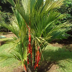 Buy Red Palm, Cyrtostachys Renda Alba Plant Online at Nursery Nisarga