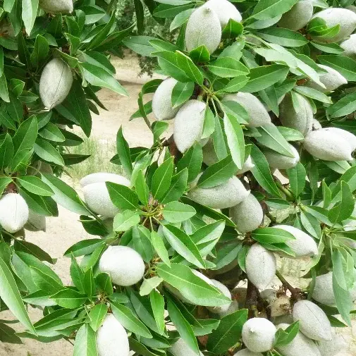 Buy Almond - Badam Plant Online at Nursery Nisarga