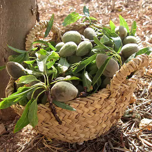 Buy Almond - Badam Plant Online at Nursery Nisarga