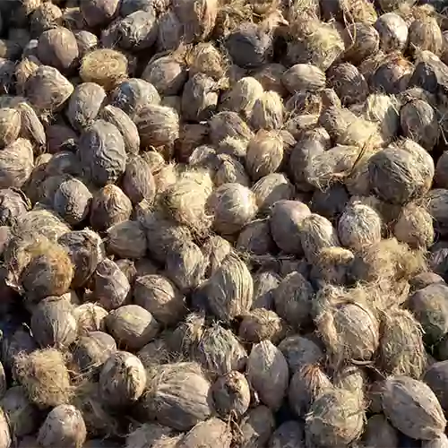 Buy Betel Nut/Supari Plant Online at Nursery Nisarga