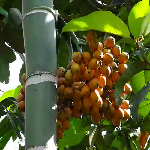 Buy Betel Nut/Supari Plant Online at Nursery Nisarga
