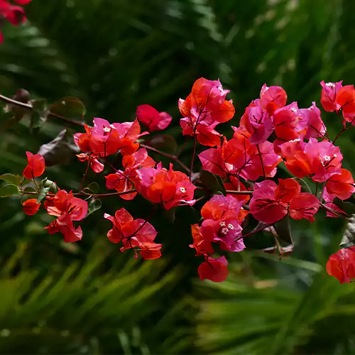 Buy Bougainvillea Plant (Red) Online at Nursery Nisarga