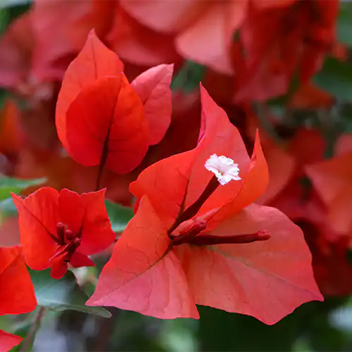 Buy Bougainvillea Plant (Red) Online at Nursery Nisarga