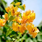 Buy Bougainvillea Plant (Yellow) Online at Nursery Nisarga