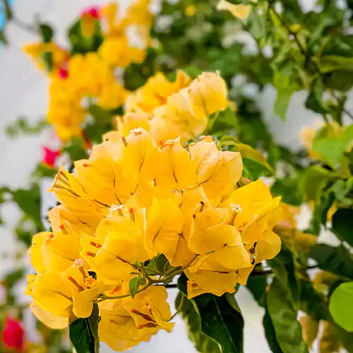 Buy Bougainvillea Plant (Yellow) Online at Nursery Nisarga
