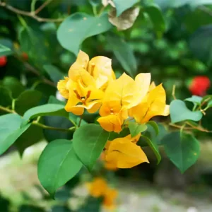 Buy Bougainvillea Plant (Yellow) Online at Nursery Nisarga