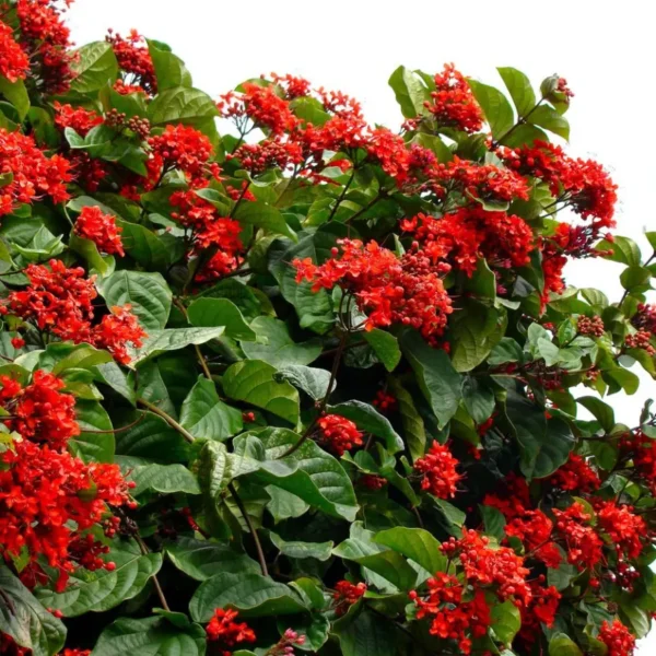 Buy Clerodendrum Splendens Plant at Nursery Nisarga