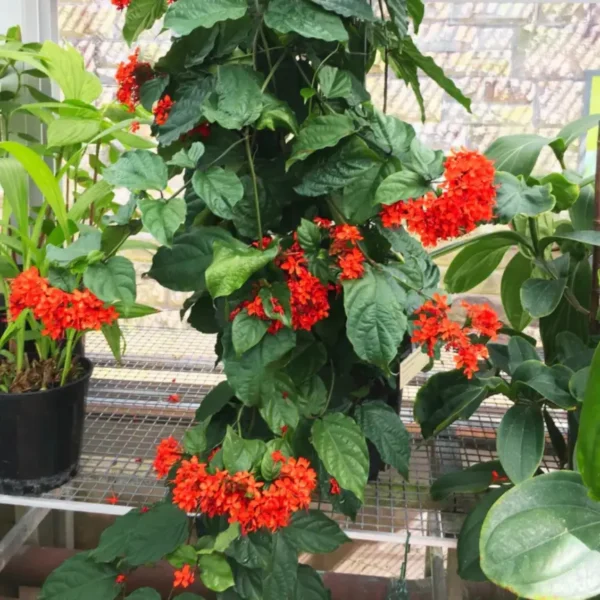 Buy Clerodendrum Splendens Plant at Nursery Nisarga