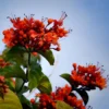 Buy Clerodendrum Splendens Plant at Nursery Nisarga