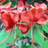 Buy Clerodendrum Splendens Plant at Nursery Nisarga