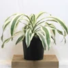 Buy Dracaena Fragrans ‘Victoria White’ Plant 'Extra Large' from Nursery Nisarga