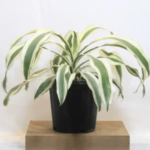 Buy Dracaena Fragrans ‘Victoria White’ Plant 'Extra Large' from Nursery Nisarga