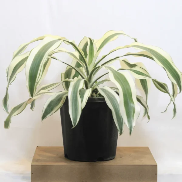 Buy Dracaena Fragrans ‘Victoria White’ Plant 'Extra Large' from Nursery Nisarga