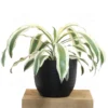 Buy Dracaena Fragrans ‘Victoria White’ Plant 'Extra Large' from Nursery Nisarga