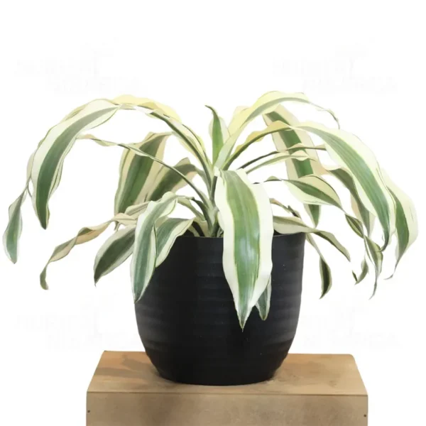 Buy Dracaena Fragrans ‘Victoria White’ Plant 'Extra Large' from Nursery Nisarga