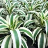 Buy Dracaena Fragrans ‘Victoria White’ Plant 'Extra Large' from Nursery Nisarga