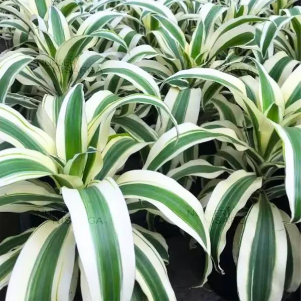 Buy Dracaena Fragrans ‘Victoria White’ Plant 'Extra Large' from Nursery Nisarga