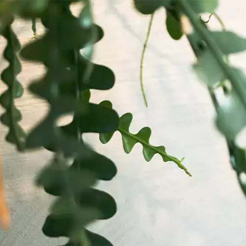 Buy Fishbone Cactus - Succulent Plant Online at Nursery Nisarga
