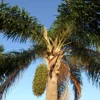 Buy Foxtail Palm - Plant Online at Nursery Nisarga