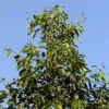 Buy Grafted Jamun "Indian Blackberry" Online at Nursery Nisarga