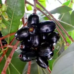 Buy Grafted Jamun "Indian Blackberry" Online at Nursery Nisarga