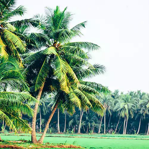 Buy Nariyal, Coconut Tree Online at Nursery Nisarga