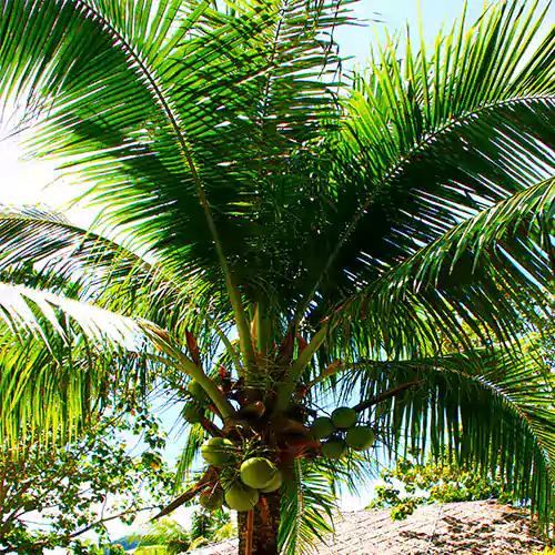 Buy Nariyal, Coconut Tree Online at Nursery Nisarga