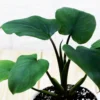 Buy Homalomena Emerald Gem Plant Online at Nursery Nisarga