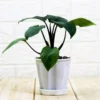 Buy Homalomena Emerald Gem Plant Online at Nursery Nisarga