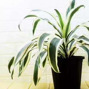 Buy Dracaena Fragrans ‘Victoria White’ Plant Online at Nursery Nisarga