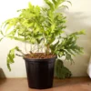 Buy kangaroo paw fern online from Nursery Nisarga