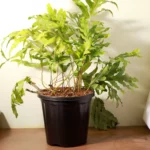 Buy kangaroo paw fern online from Nursery Nisarga