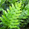 Buy Kangaroo Paw Fern Online at Nursery Nisarga