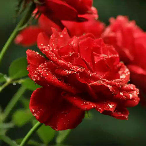 Buy Kashmiri Rose "Gulab" Plant Online at Nursery Nisarga