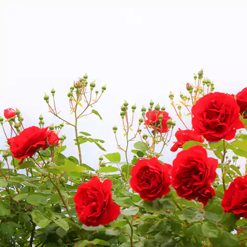 Buy Kashmiri Rose "Gulab" Plant Online at Nursery Nisarga