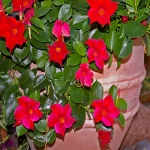 Buy Mandevilla Vine Creeper Online at Nursery Nisarga