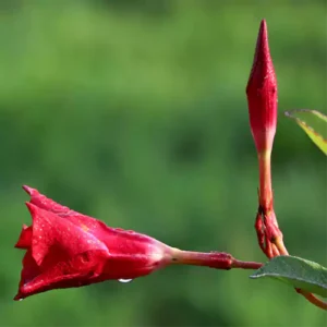 Buy Mandevilla Vine Creeper Online at Nursery Nisarga