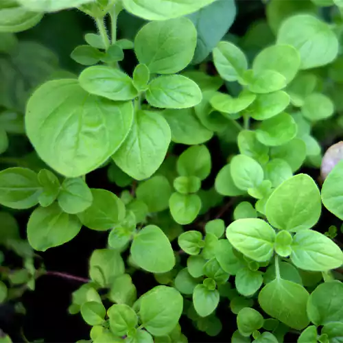 Buy Oregano Herb Plant I Origanum Vulgare Online at Nursery Nisarga