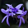 Buy Petrea Volubilis Plant Online at Nursery Nisarga