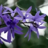 Buy Petrea Volubilis Plant Online at Nursery Nisarga