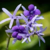 Buy Petrea Volubilis Plant Online at Nursery Nisarga