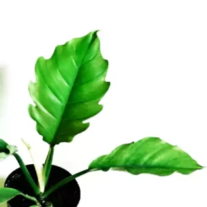 Buy Philodendron Pluto Plant Online at Nursery Nisarga