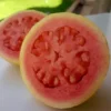 Buy Taiwan Pink Guava Plant Online at Nursery Nisarga