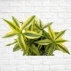 Buy Golden Lucky Bamboo Plant Online