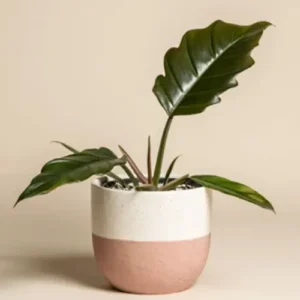 Buy Philodendron Pluto Plant from Nursery Nisarga