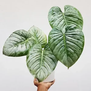 Buy Philodendron Mamei “Silver Cloud Plant” from nursery nisarga