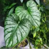 Buy Philodendron Mamei “Silver Cloud Plant” from nursery nisarga