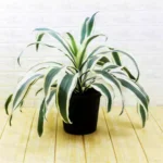 Buy Dracaena Fragrans ‘Victoria White’ Plant Online at Nursery Nisarga