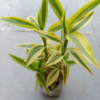 Buy Golden Lucky Bamboo Plant Online at Nursery Nisarga