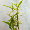 Buy Golden Lucky Bamboo Plant Online at Nursery Nisarga